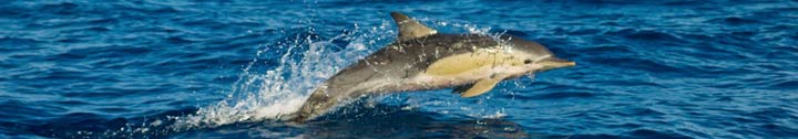 common dolphin off the alderman islands, New Zealand