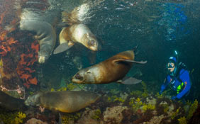 "Underwater Photographer" Darryl Torckler, NZ fur seals, Stewart island, New Zealand
