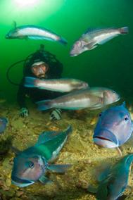 "Underwater Photographer" Darryl Torckler, the Cod hole, underwater view of blue cod and diver. Piction. New Zealand.