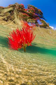 "Underwater Photographer" Darryl Torckler, pohutukawa flower underwater. New Zealand
