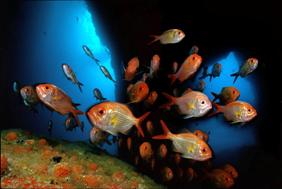 "Underwater Photographer" Darryl Torckler, Golden snapper in Tie Dye Arch, Poor Knights Islands, New Zealand.